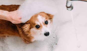 犬のハーブパックホイップアロマバス