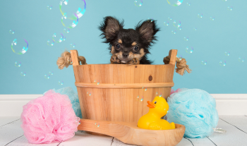 犬の炭酸泉温浴